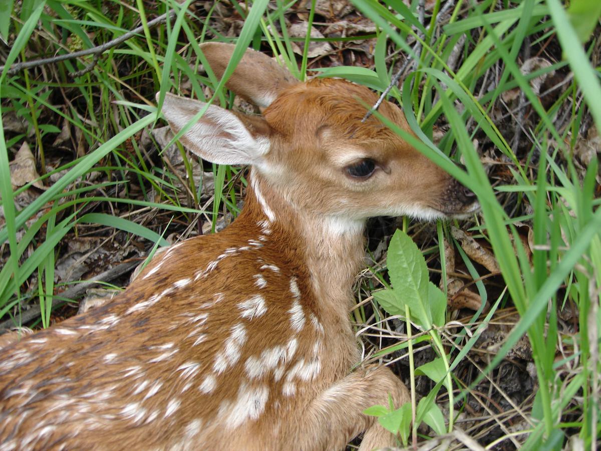 A Fawn Hiding in the Grass in Springtime